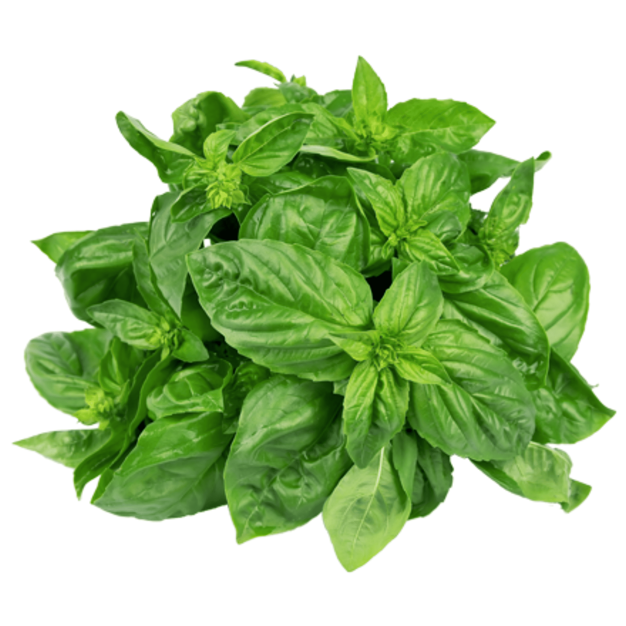 Basil Leaves plants