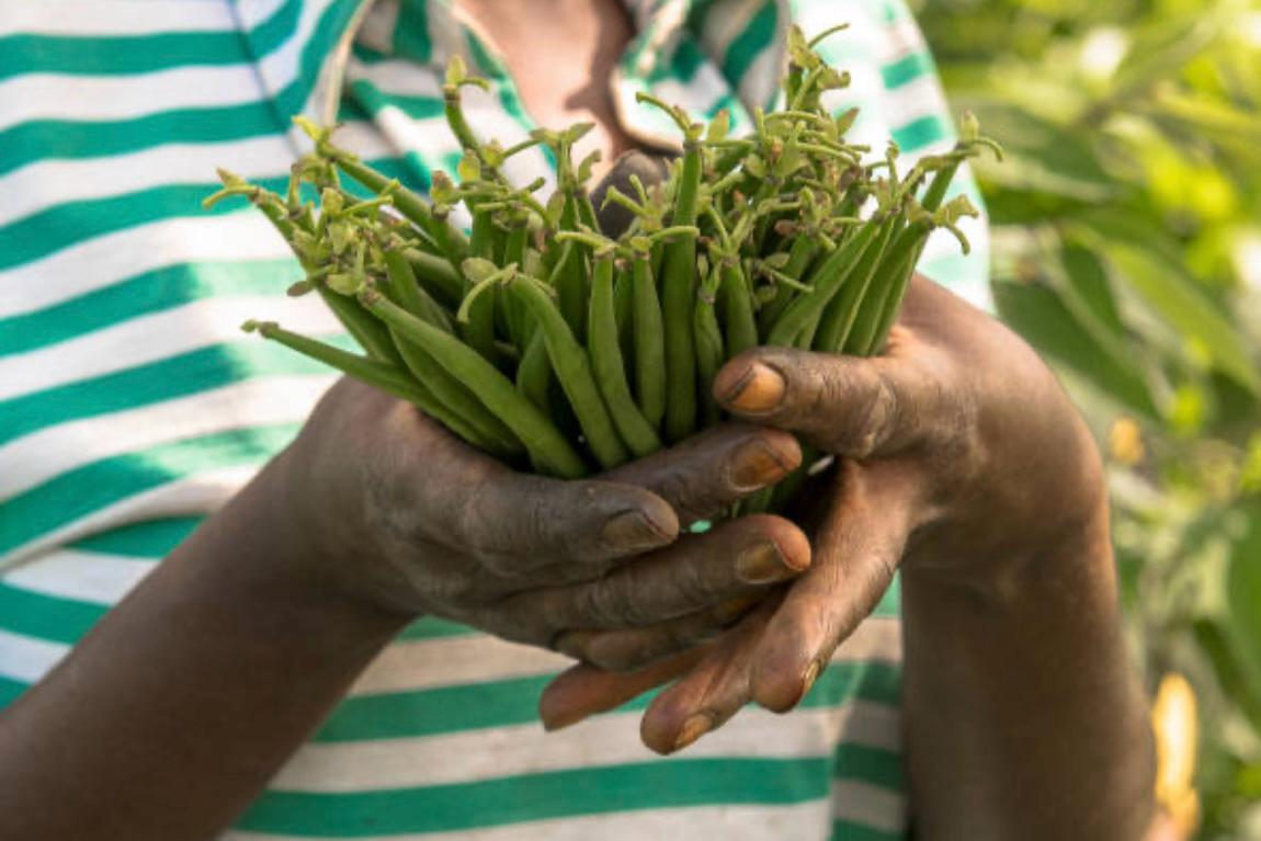 French Beans - Image 2