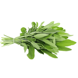 sage plant leaves