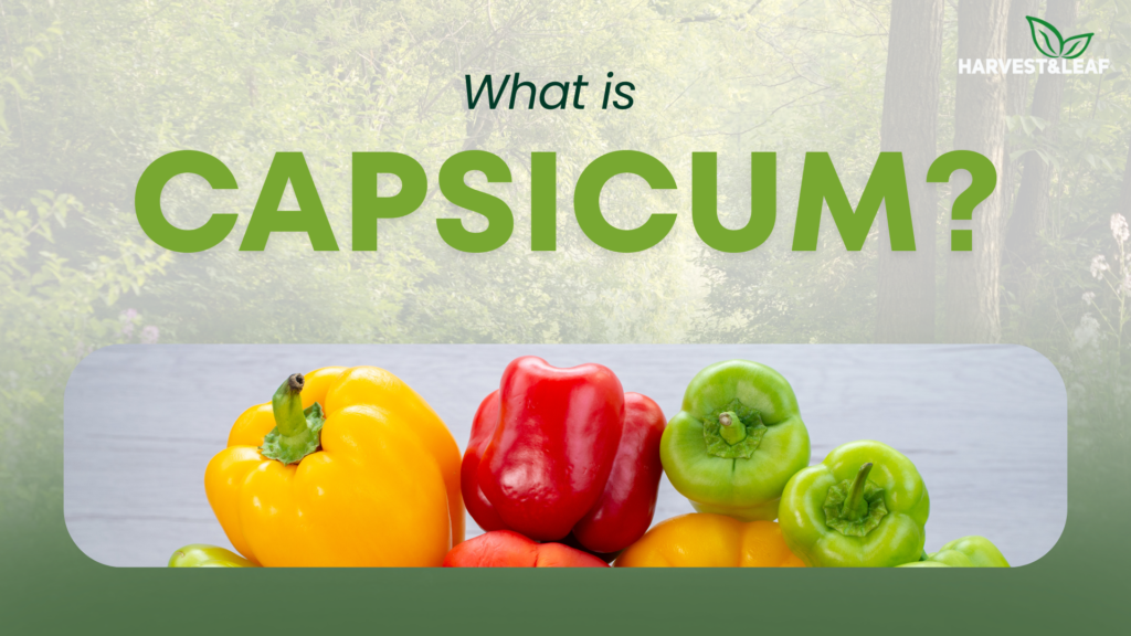 What is Capsicum