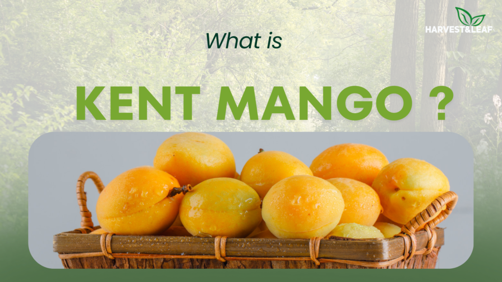 What is Kent Mango