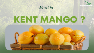 Kent Mango Guide: Taste, Uses, Benefits & Care