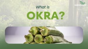 Okra: Uses, Benefits, Types, Buying & Storage Guide (Clemson Spineless Variety)