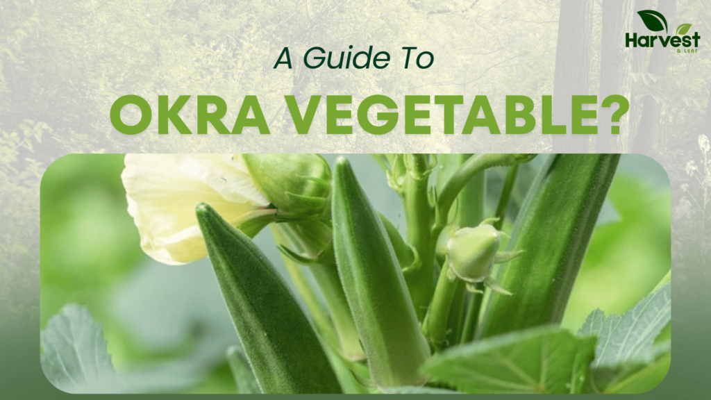 Okra Vegetable