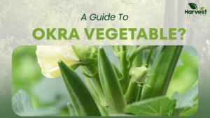 Okra Vegetable Guide: Nutrition, Benefits, and Uses